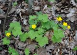 Ranunculus cappadocicus