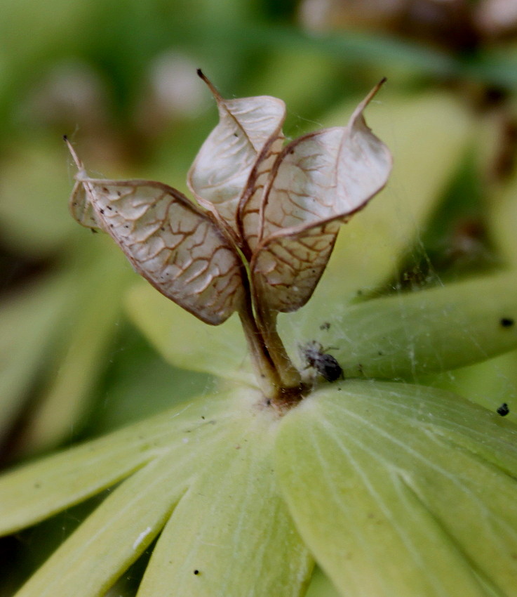 Image of Eranthis hyemalis specimen.