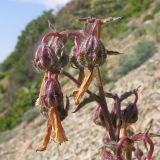 Campanula komarovii. Верхушка соплодия. Краснодарский край, м/о Анапа, окр. пос. Бол. Утриш, обрывисто-осыпной береговой склон. 24.05.2014.