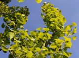 Ginkgo biloba. Ветвь. Германия, г. Дюссельдорф, Ботанический сад университета. 04.05.2014.