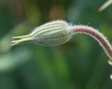 Erodium gruinum