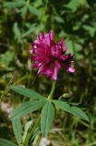 Trifolium lupinaster