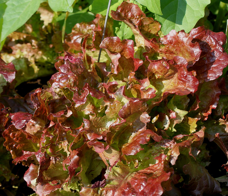 Image of Lactuca sativa specimen.