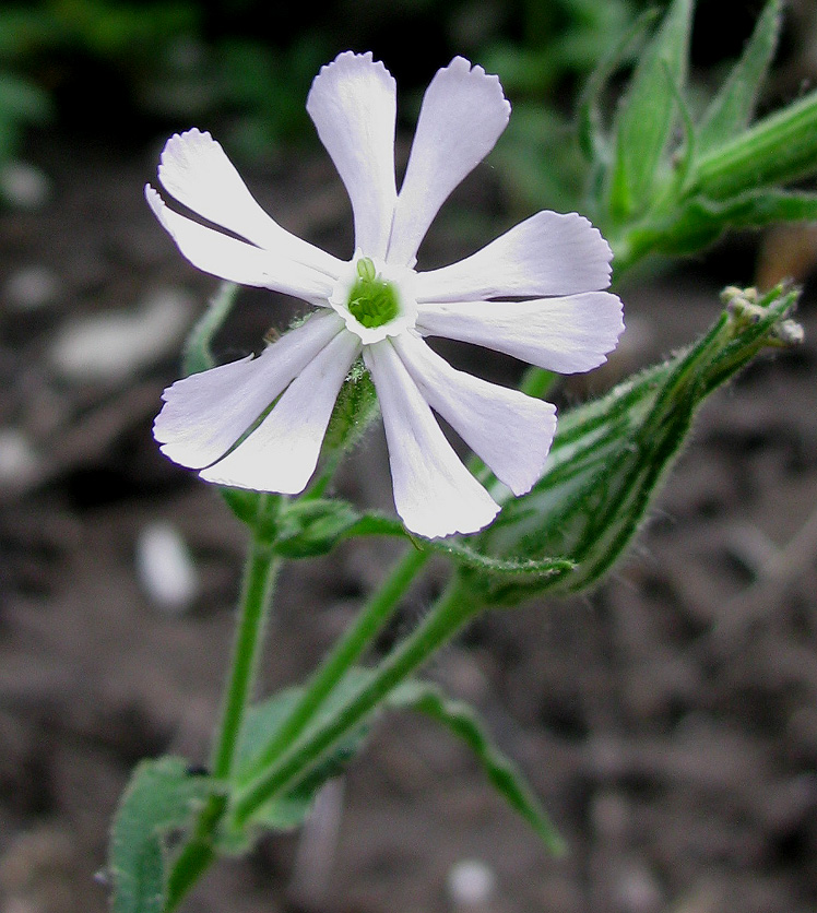 Изображение особи Silene noctiflora.