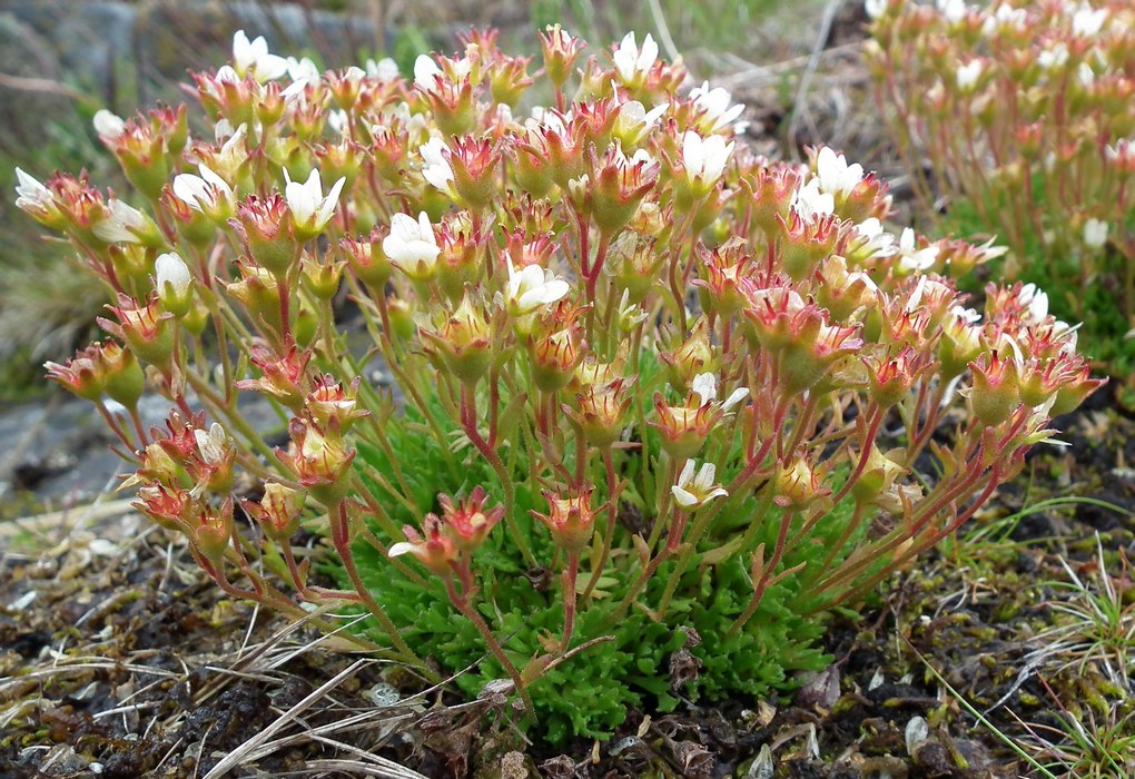 Изображение особи Saxifraga cespitosa.