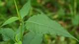 Aconogonon limosum. Часть побега. Приморский край, Шкотовский р-н, окр. пос. Шкотово, правый берег р. Шкотовки, полидоминантный долинный лес. 10.07.2014.