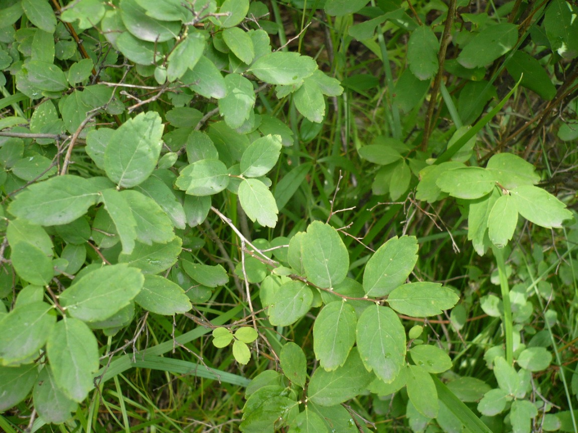 Image of Spiraea media specimen.