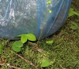 Pyrola renifolia