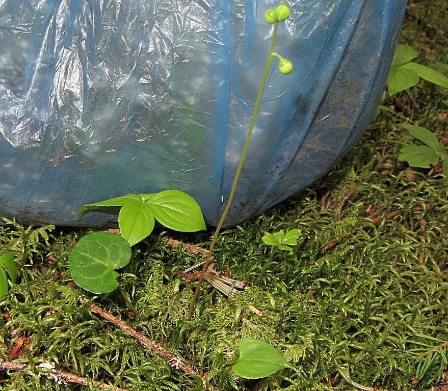 Image of Pyrola renifolia specimen.