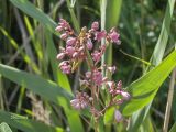 Trachomitum lancifolium