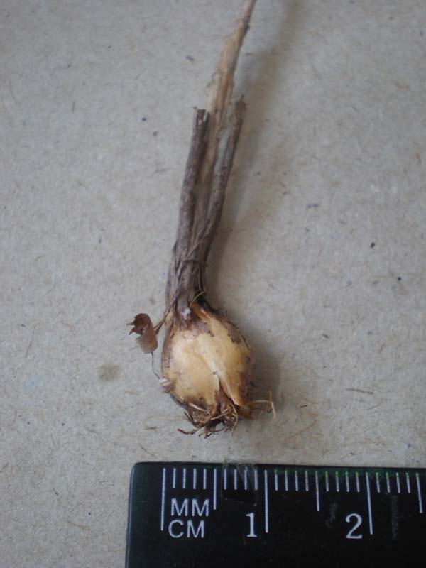 Image of Allium paczoskianum specimen.