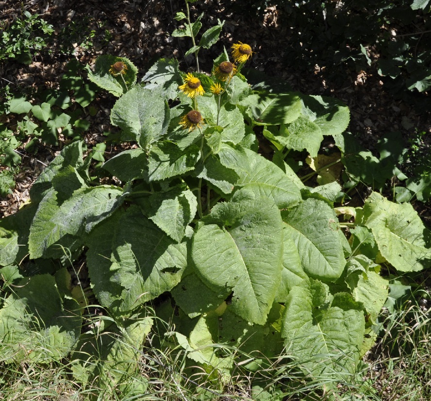 Изображение особи Telekia speciosa.