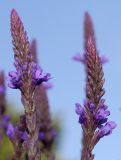 Verbena hastata. Соцветия. Германия, г. Дюссельдорф, Ботанический сад университета. 03.07.2014.