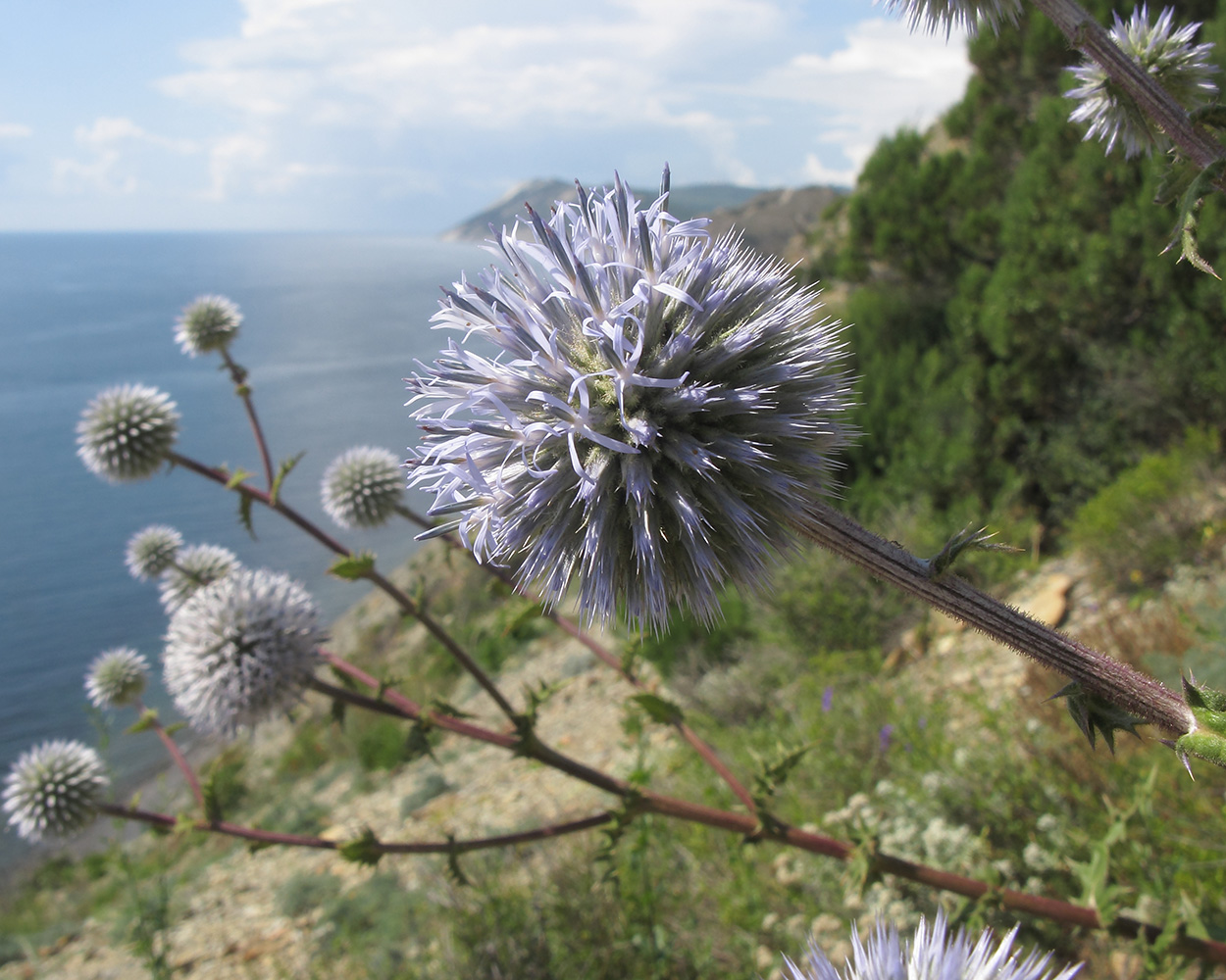 Изображение особи Echinops sphaerocephalus.