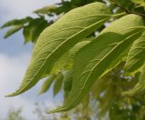 genus Celtis. Листья (видны их нижние стороны). Германия, г. Дюссельдорф, Ботанический сад университета. 04.09.2014.