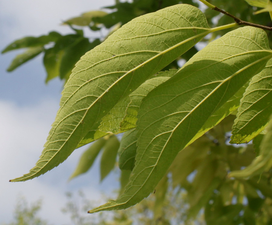 Image of genus Celtis specimen.