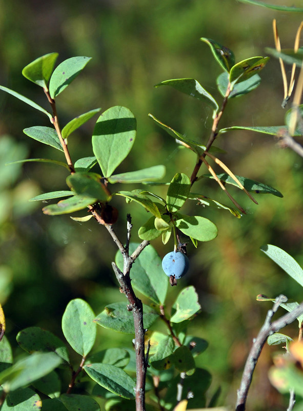 Image of Vaccinium uliginosum specimen.