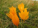 Crocus scharojanii