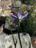 Campanula alberti