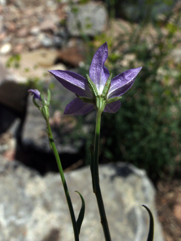 Изображение особи Campanula alberti.