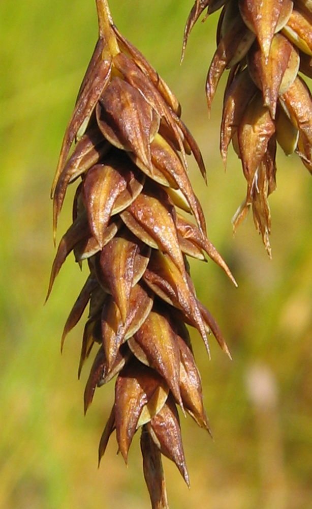 Image of Carex limosa specimen.