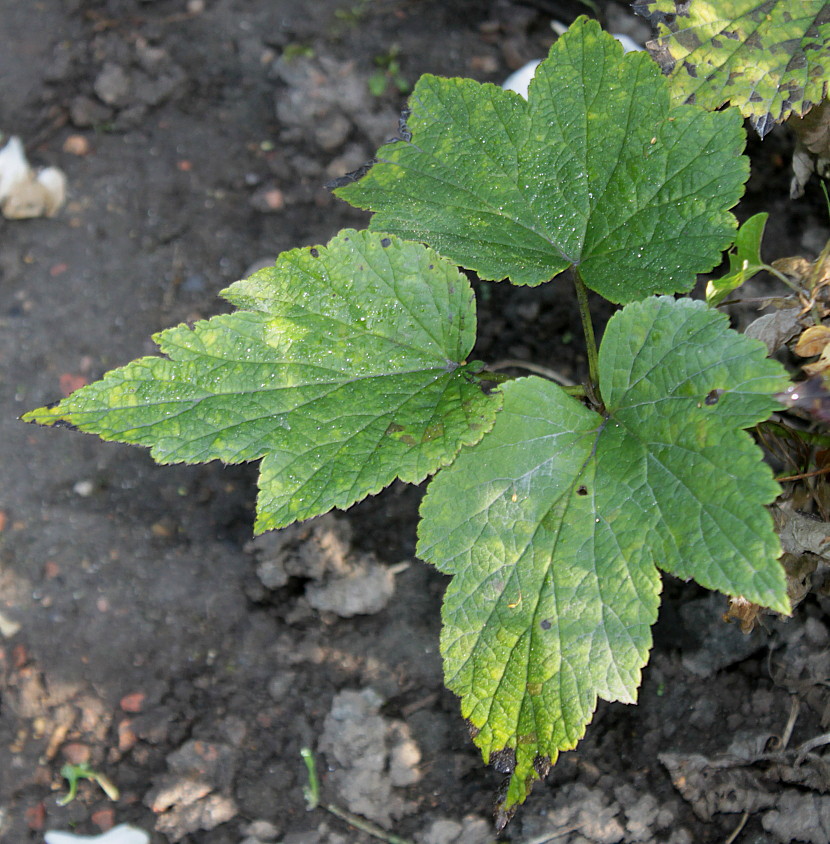 Image of Anemone vitifolia specimen.