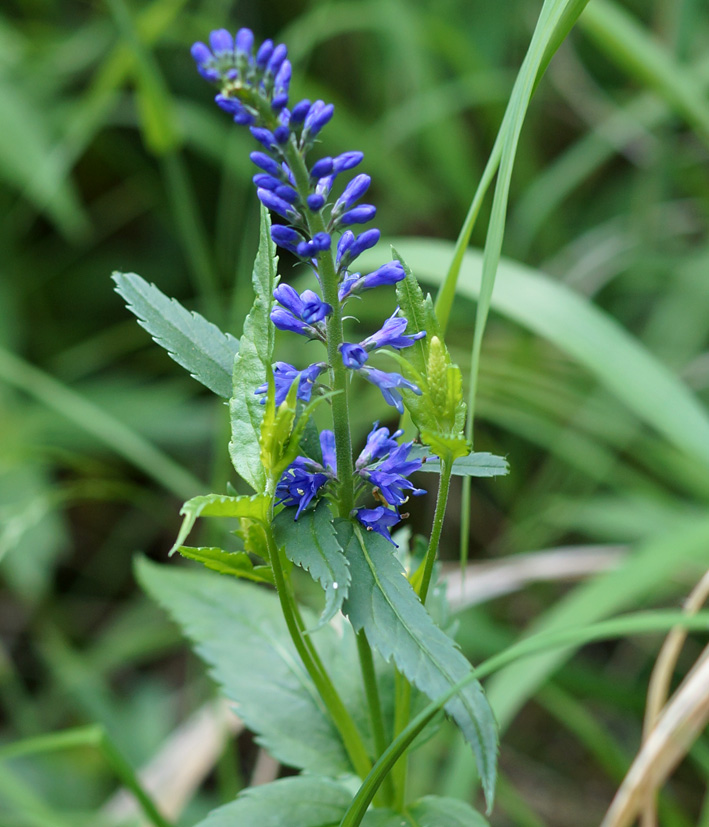 Изображение особи Veronica longifolia.