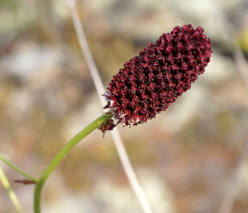 Изображение особи Sanguisorba officinalis.