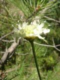 Cephalaria coriacea. Соцветие. Крым, Ялта, ущелье Уч-Кош. 05.08.2009.