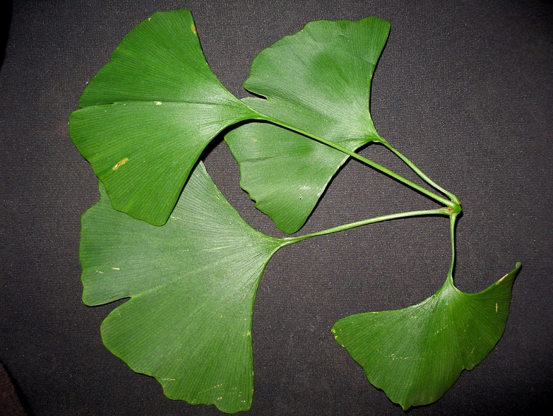 Image of Ginkgo biloba specimen.