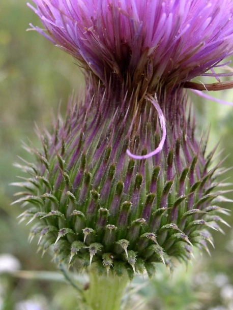 Изображение особи Cirsium serrulatum.