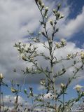 Centaurea