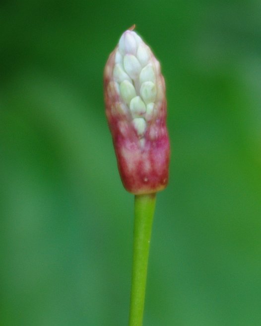 Image of Allium prattii specimen.