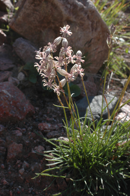 Image of Silene graminifolia specimen.