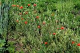 Papaver laevigatum