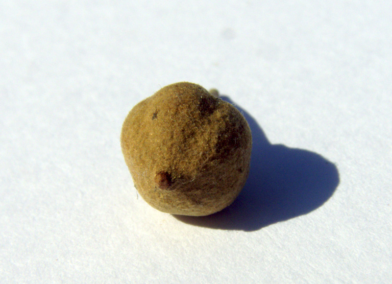 Image of Tilia petiolaris specimen.