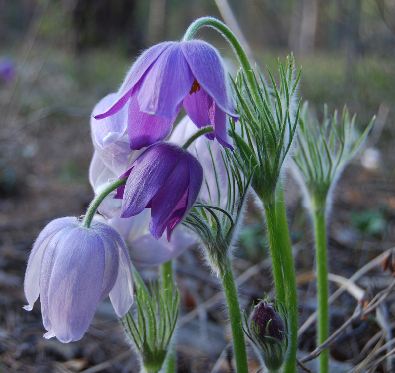 Image of Pulsatilla patens specimen.