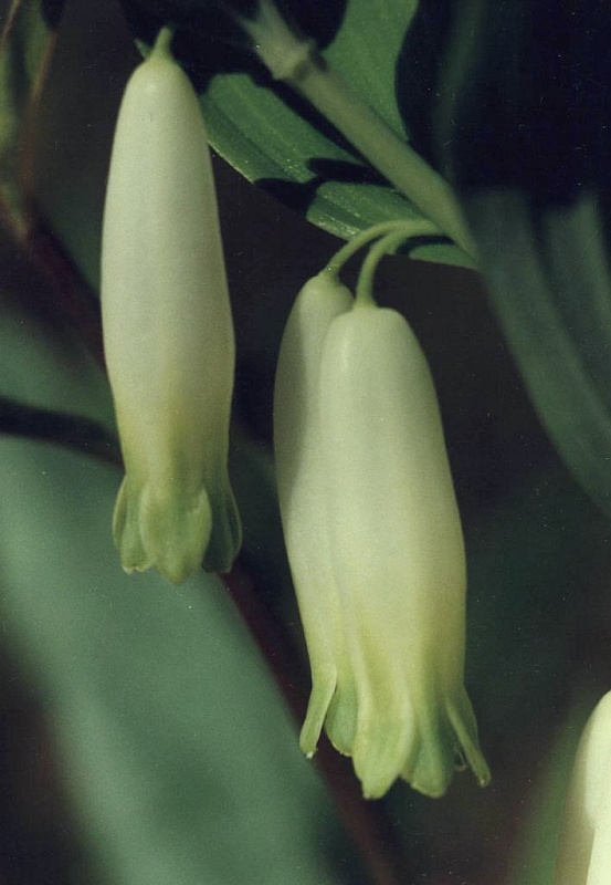 Image of Polygonatum odoratum specimen.