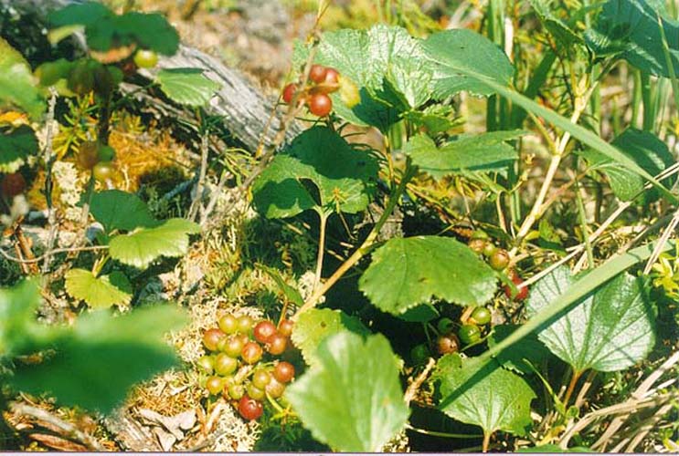 Image of Ribes procumbens specimen.