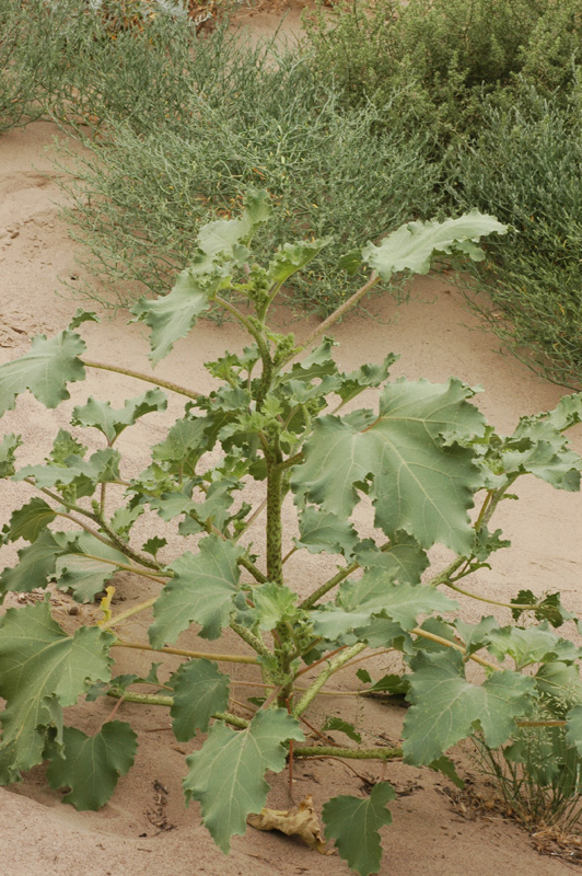 Image of Xanthium orientale specimen.