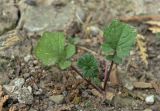 Sisymbrium officinale. Ювенильное растение. Краснодарский край, Кущёвский р-н, станица Шкуринская, пустырь. 31 мая 2015 г.