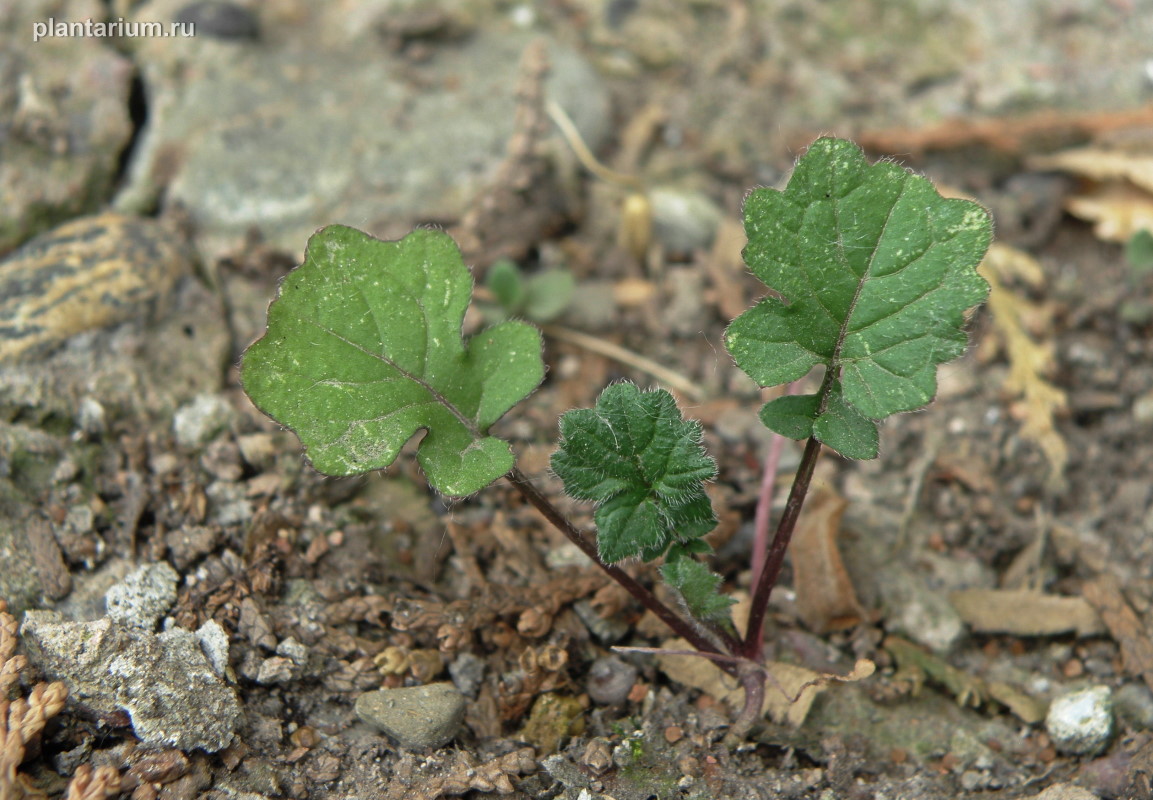 Изображение особи Sisymbrium officinale.