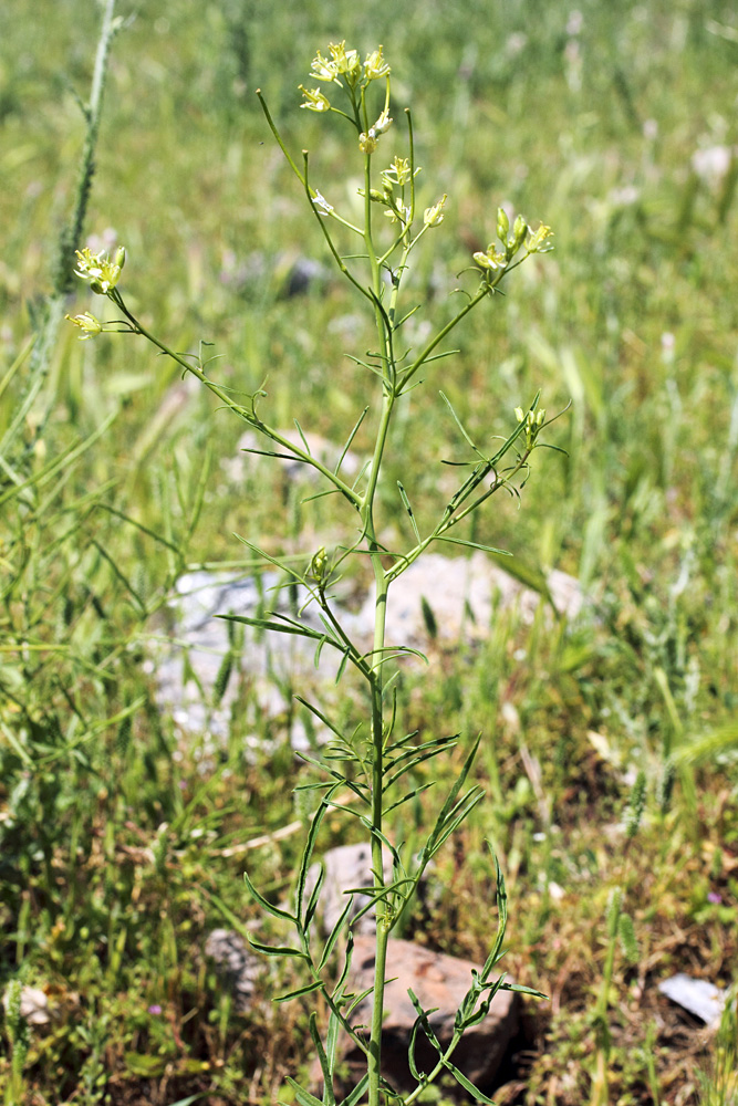 Изображение особи Sisymbrium altissimum.