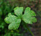 Ranunculus sceleratus