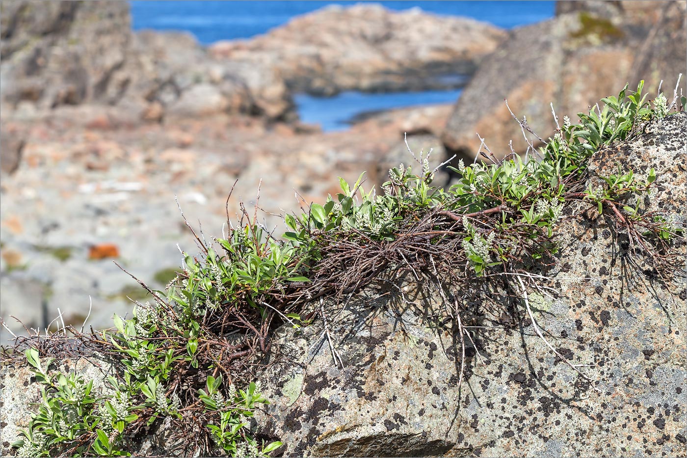 Изображение особи Salix glauca.