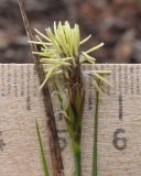 Carex halleriana. Соцветие. Краснодарский край, м/о г. Новороссийск, окр. пос. Абрау-Дюрсо, можжевелово-грабинниково-пушистодубовое редколесье. 21.03.2015.