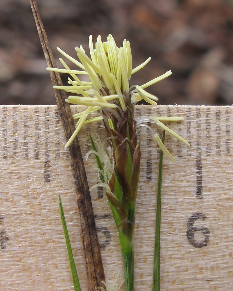 Изображение особи Carex halleriana.