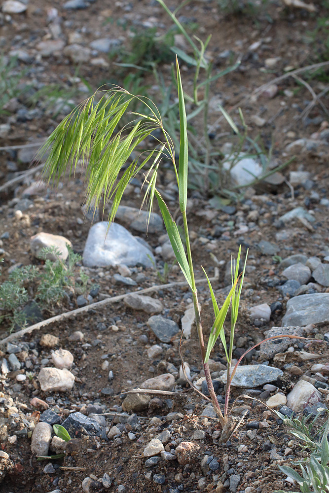 Изображение особи Anisantha tectorum.