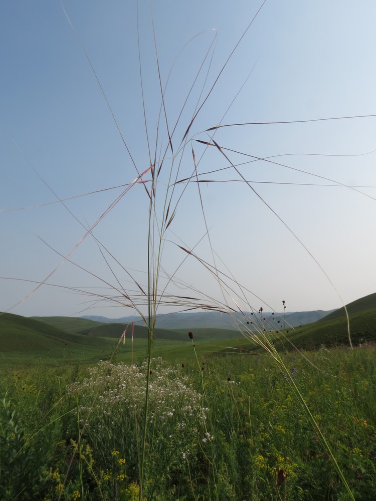 Изображение особи Stipa baicalensis.