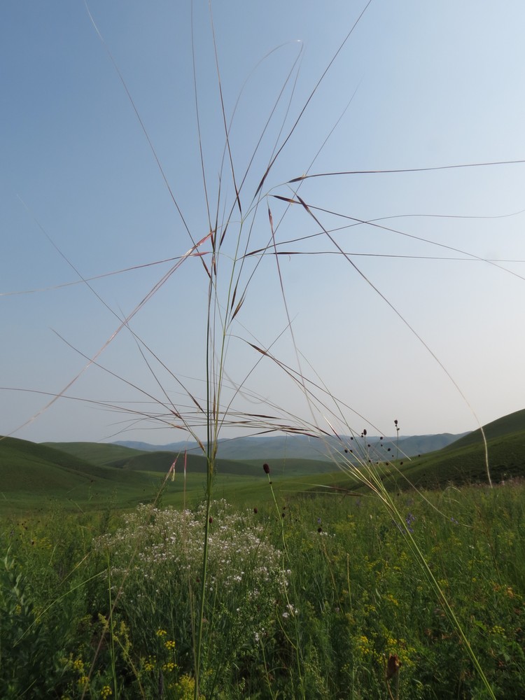 Image of Stipa baicalensis specimen.